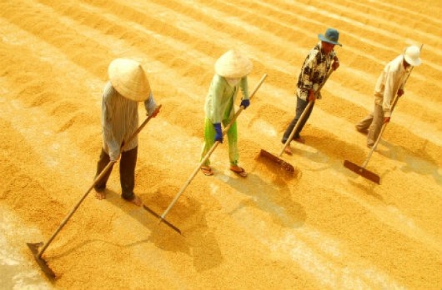 Nông nghiệp Việt Nam: Năng suất vượt bậc nhưng chất lượng không ấn tượng