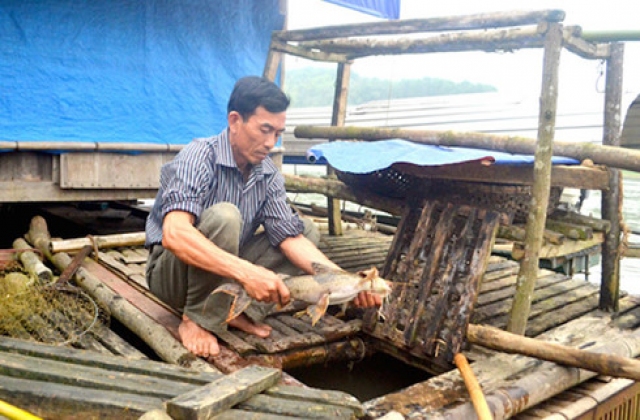 Dùng cây tre, ống nhựa nuôi cá chiên đặc sản