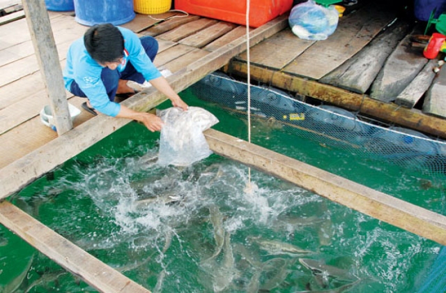 Một số bệnh thường gặp trên cá nuôi biển