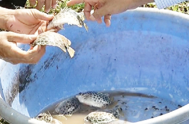 Mô hình nuôi cá nâu thương phẩm