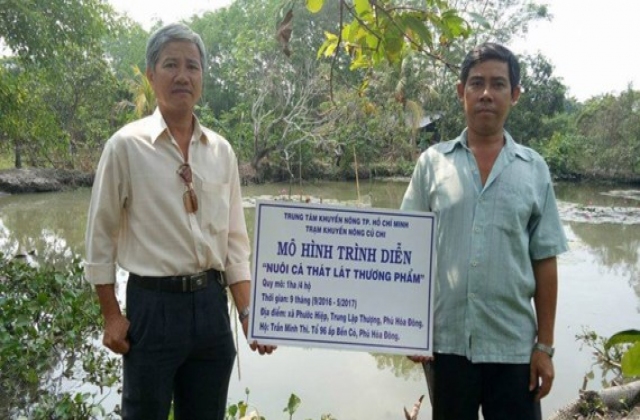 Mô hình nuôi cá thát lát tại Củ Chi