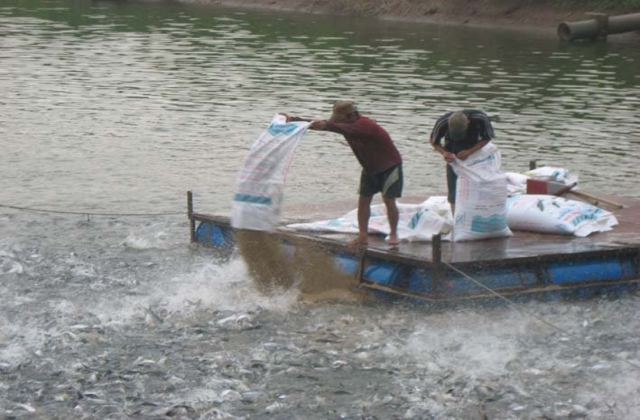 Cá, tôm “ăn đẫy” kháng sinh cấm