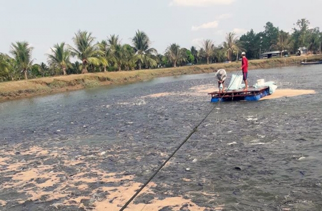 Nhận diện ao nuôi thương phẩm