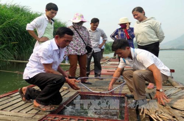 Làm giàu từ nuôi cá thuộc nhóm