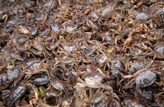 Một số lưu ý nuôi ghép cua đồng và cá chạch đồng