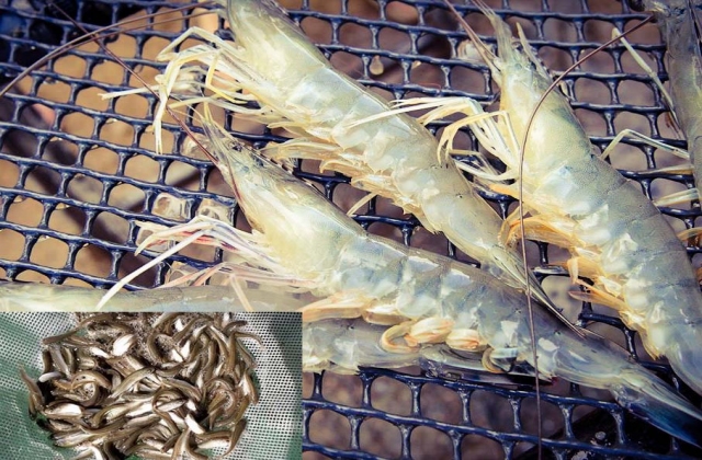 Loài cá nuôi ghép giúp tôm phòng bệnh
