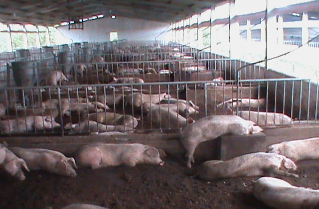 Thêm động lực phát triển chăn nuôi