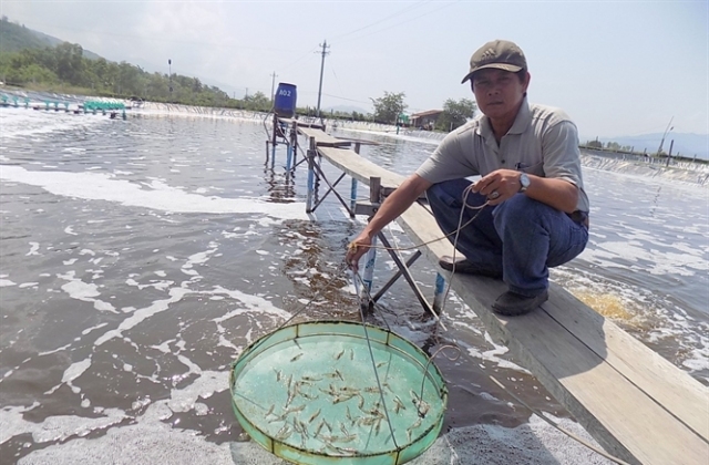 Cẩn trọng trước vụ tôm mới