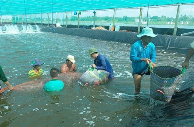 Cà Mau: Phấn đấu xuất khẩu tôm đạt 2,5 tỷ USD