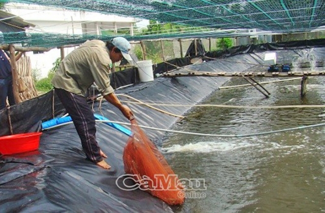 Nhiều hộ nuôi tôm chưa thực hiện theo quy định