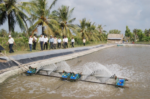 Thí điểm nuôi tôm theo quy hoạch ở 9 xã điểm Cà Mau