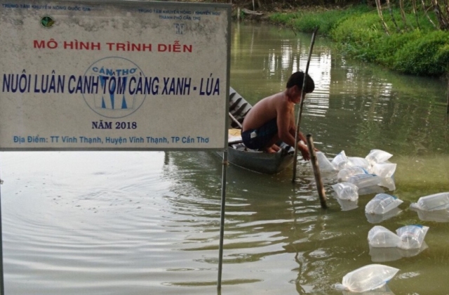 Cần Thơ: Chuyển giao 700.000 con giống tôm càng xanh toàn đực