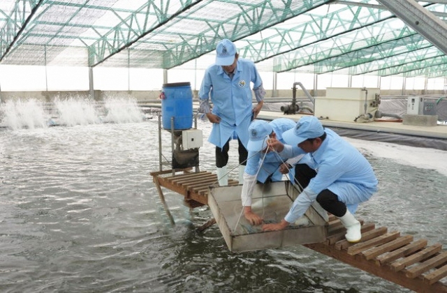 Năng suất tăng gấp 10 lần nhờ nuôi tôm công nghệ cao ở Mỹ Thành