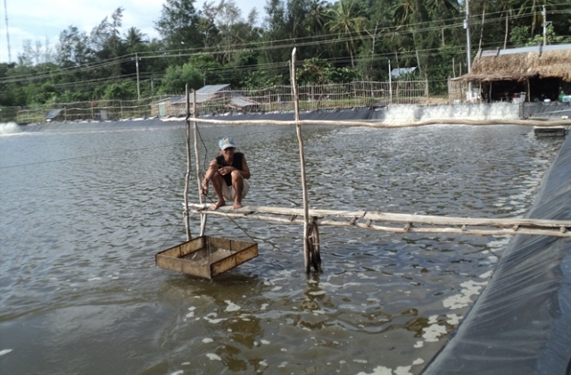 Kiên Giang: Phát triển nuôi tôm Công nghiệp - Bán công nghiệp vùng Tứ giác Long xuyên và U Minh thượng