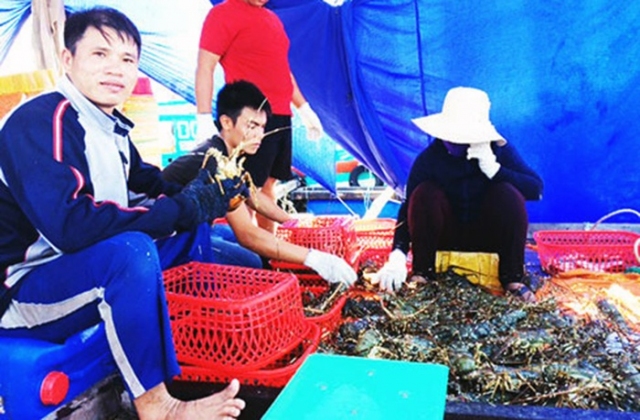 Từ bàn tay trắng đến ông chủ của 300 lồng nuôi tôm hùm thu 5 tỷ/năm