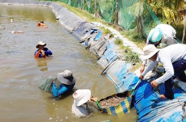 Nuôi tôm biển ngoài vùng quy hoạch, lợi bất cập hại