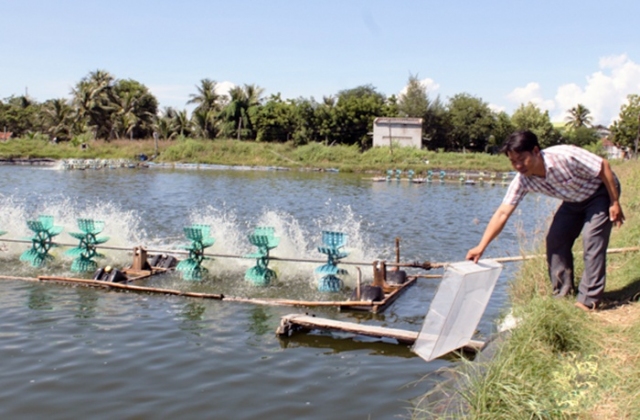 Nuôi tôm nước lợ kỳ vọng vào những tháng cuối năm