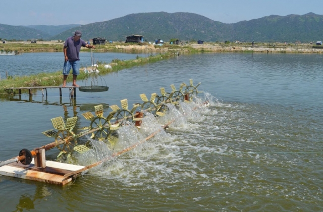 Phú Yên: Rong tảo nở hoa, gây hại thủy sản nuôi