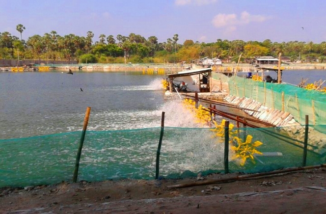 Sản phẩm thay thế kháng sinh trong nuôi tôm.