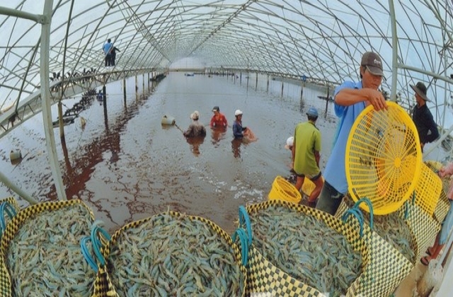 Chuyên gia hiến kế phòng bệnh cho tôm