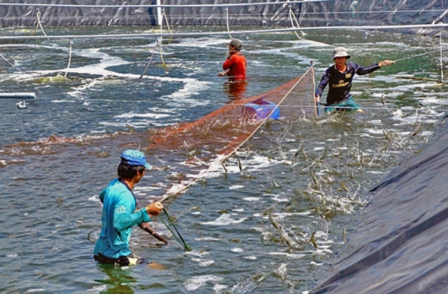Cần khắc phục “lỗ hổng” trong nuôi tôm siêu thâm canh ở Cà Mau