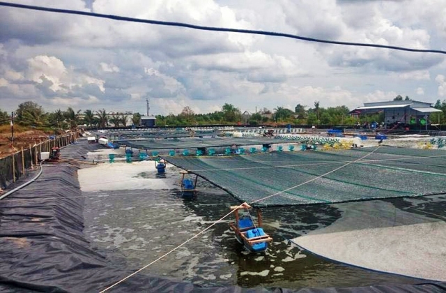 Phê duyệt Đề án Tổng thể phát triển ngành tôm nước lợ Việt Nam đến năm 2030