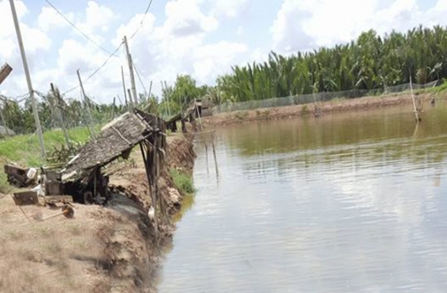 Đồng bào Khmer ổn định cuộc sống trong thời hạn mặn nhờ nuôi tôm