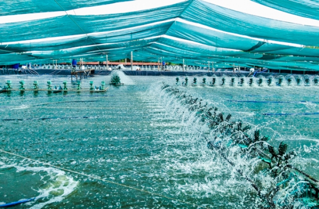 Sóc Trăng: Ngành tôm và bài toán tăng trưởng kinh tế