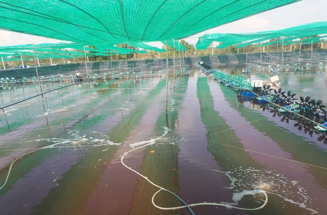 Kinh nghiệm nuôi tôm thẻ chân trắng hai giai đoạn tại tỉnh Trà Vinh