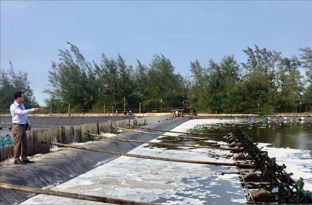 Thừa Thiên Huế: Nuôi tôm vụ hè mất giá, nông dân chờ vụ đông thả nuôi