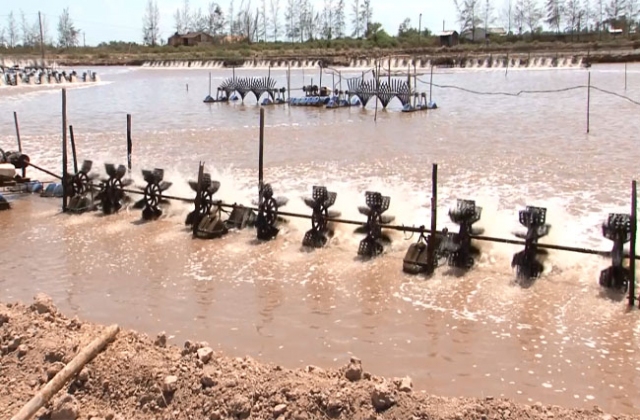 Người nuôi tôm cần nâng cao ý thức cộng đồng trong xử lý chất thải môi trường