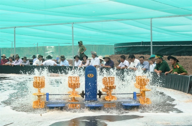 Đầu tư mạnh cho nuôi tôm nước lợ vùng U Minh Thượng