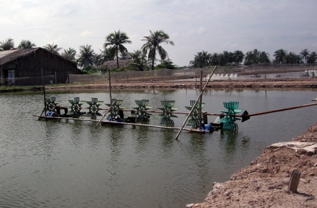 Tiền Giang: Khuyến cáo khung thời vụ thả tôm giống nước lợ năm 2016