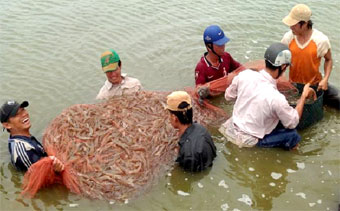 Nuôi tôm nước lợ 2013 : được mùa, hạ giá