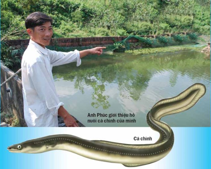 Kỹ thuật ương giống cá chình