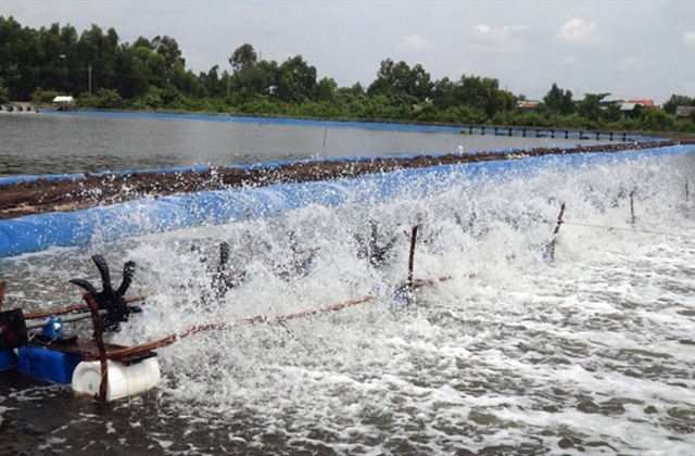 Đồng Tháp: Không thể xử lý nuôi tôm thẻ tự phát