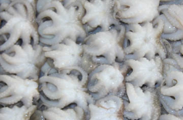 Bạch tuộc VIệt bán được giá tại Mỹ