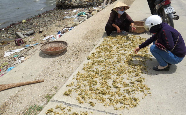 Phú Yên: Có thu nhập từ việc vớt rau câu