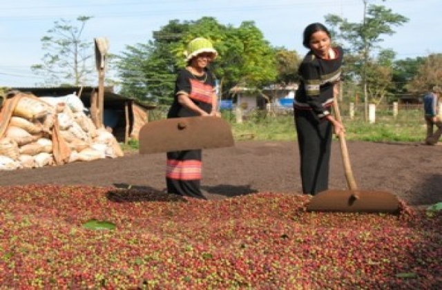 Giá cà phê - ca cao đồng loạt tăng cao...