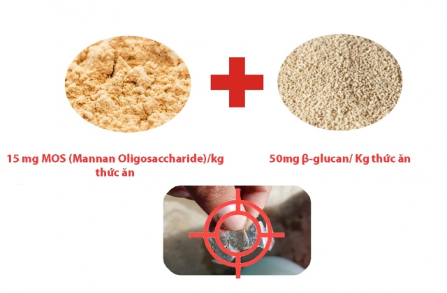 Để kiểm soát bệnh đốm trắng và hoại tử gan tụy cấp