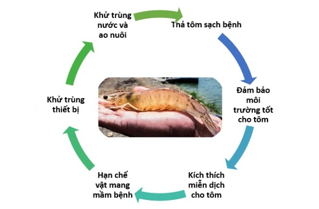 Chiến lược kiểm soát bệnh đốm trắng trên tôm