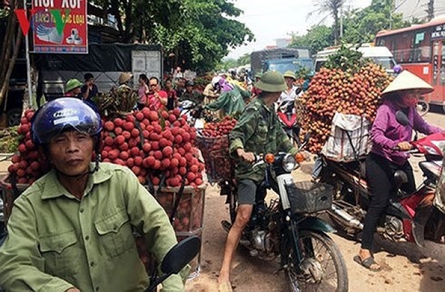 Vải thiểu được mùa nhất trong 10 năm trở lại đây