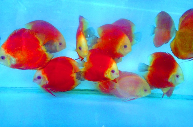 Tác dụng của Astaxanthin khi được bổ sung vào thức ăn cho cá dĩa.