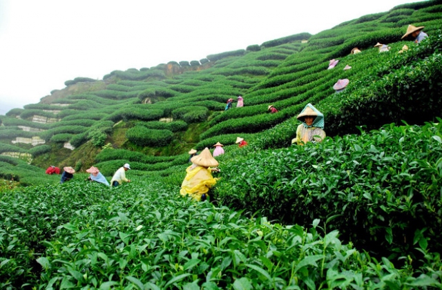 Xuất khẩu 80 nghìn tấn chè trong 8 tháng đầu năm 2018