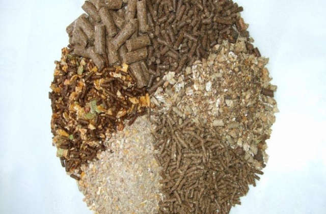 Phụ gia thức ăn: Bền vững và lợi nhuận