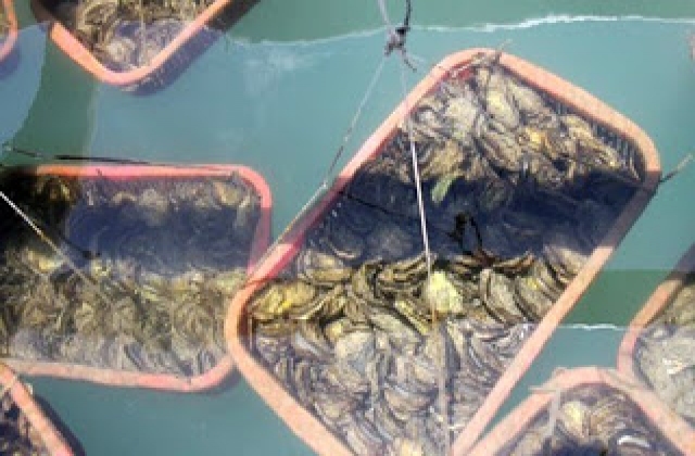 Nuôi hàu mở hướng xóa nghèo cho ngư dân