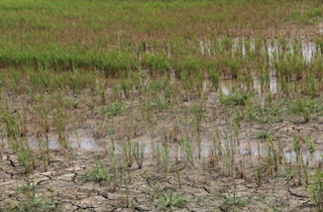 Mặn xâm nhập sớm 1 tháng