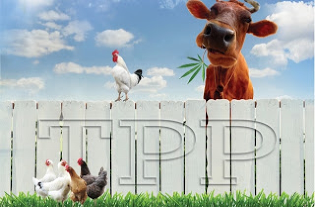 Doanh nghiệp nuôi bò chưa ngại TPP