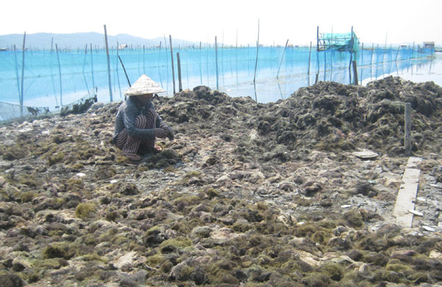 Ninh Bình: Thu tiền triệu từ rau câu