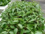 Kỹ Thuật Trồng Rau Đay
